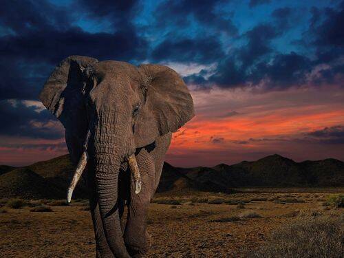 Słonie - czy koniec populacji jest przesądzony?